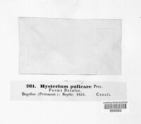 Hysterium pulicare image